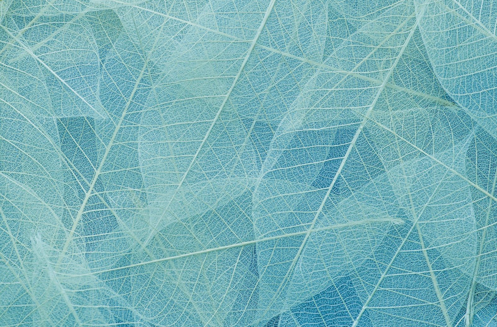 The image shows a pattern of delicate, translucent leaves in shades of blue, creating an intricate and overlapping design.